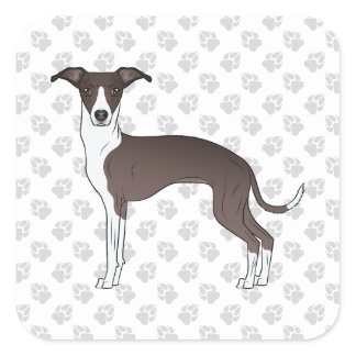 Seal And White Italian Greyhound With Paws