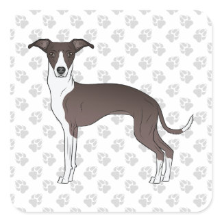 Seal And White Italian Greyhound With Paws