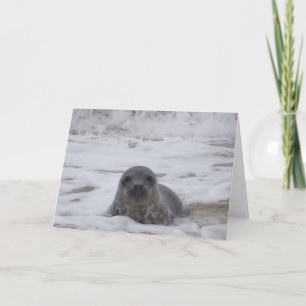 Seal - Animal Color Photo Print Greeting Card