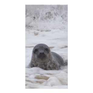 Seal - Animal Color Print Photo Card