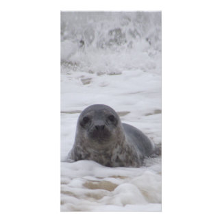Seal - Animal Color Print Photo Card