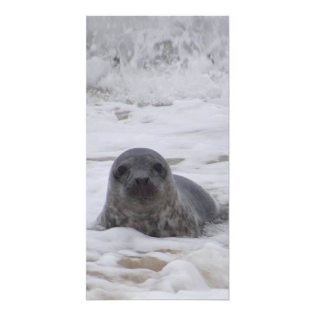 Seal - Animal Color Print Photo Card (Front)