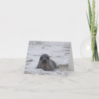 Seal - Animal Colour Photo Print Notecard