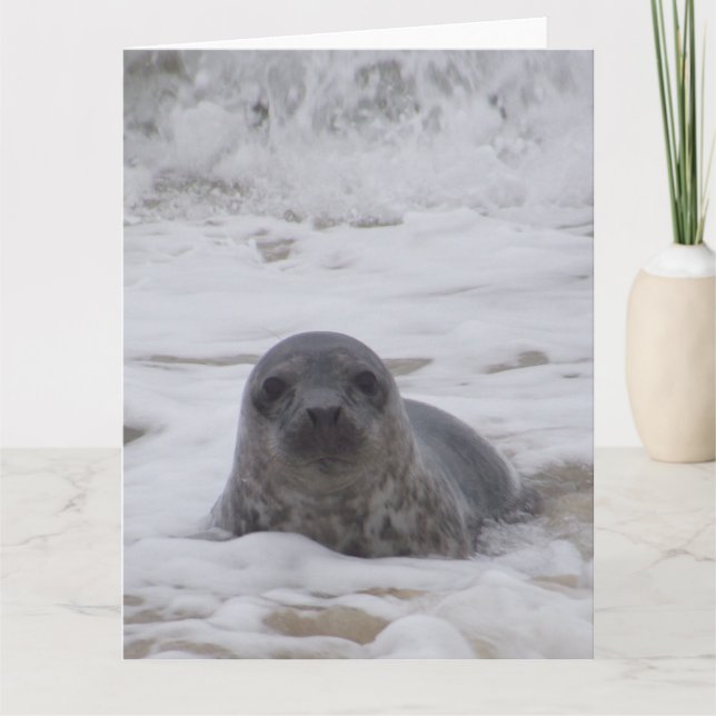 Seal - Animal Photo Print Large Greeting Card (Front)
