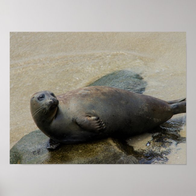 Seal Animanl Relaxing Ocean Cute Photo