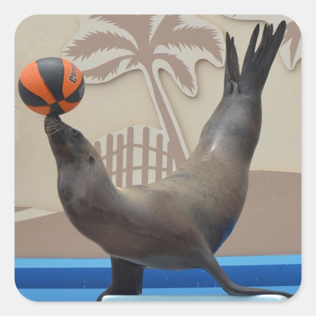 Seal (California Sea Lion) (Front)
