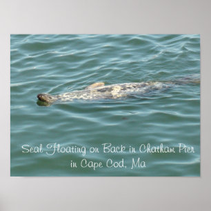 Seal Floating on Back in Chatham Pier in Cape Cod Poster