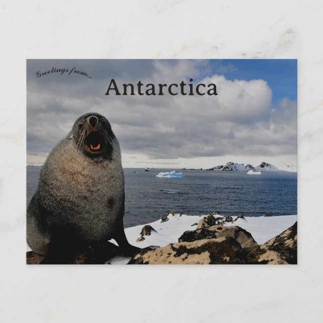 Seal in Cape Shirreff Livingston Island Antarctica Postcard (Front)
