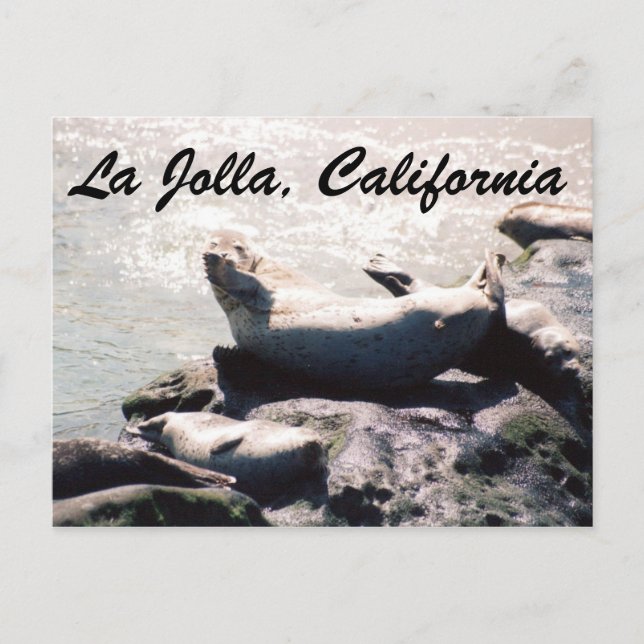 Seal in La Jolla California Photo Postcard (Front)
