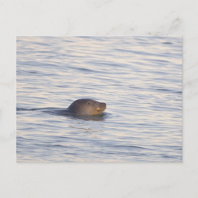 Seal in Ocean Photo Postcard (Front)