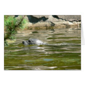 Seal In Water (Front Horizontal)