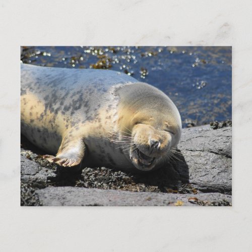 seal laughing puffin tours farne Islands uk Postcard
