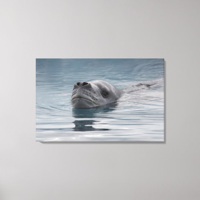 seal leopard which swims canvas print (Front)