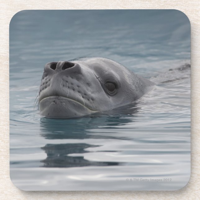 seal leopard which swims drink coaster (Front)