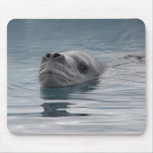 seal leopard which swims mouse pad