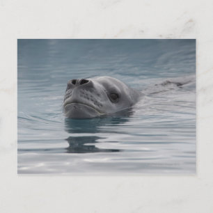 seal leopard which swims postcard