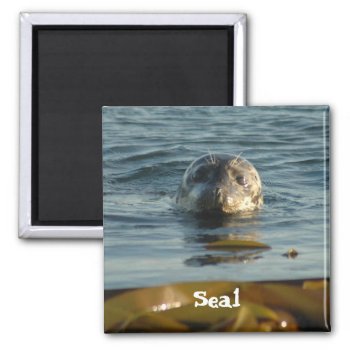Seal Magnet by OrcaWatcher at Zazzle