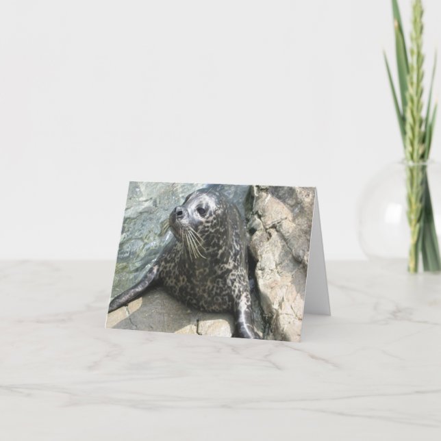 Seal Photo Folded Note Card (Front)
