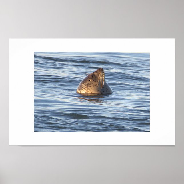 Seal Photo Poster (Front)