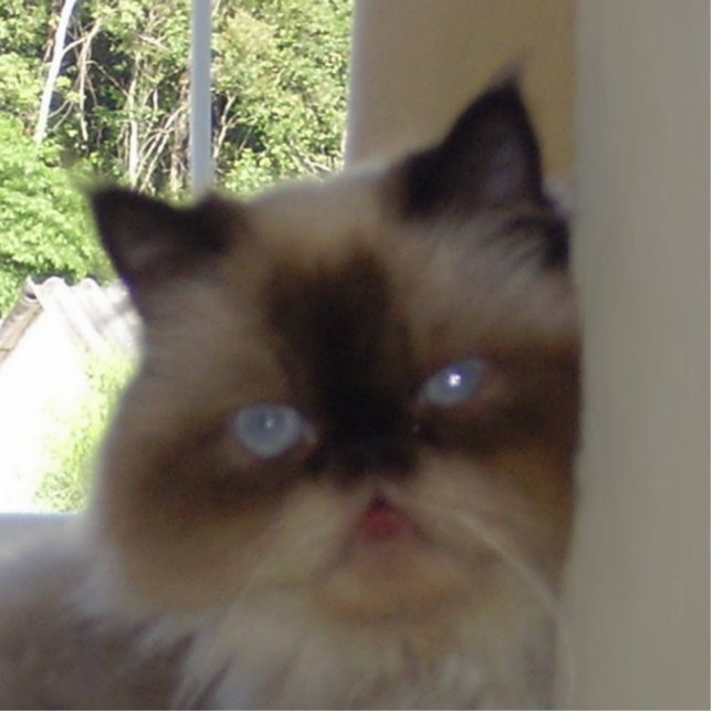 seal point himalayan cutout (Front)