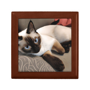 Seal Point Siamese Digital Portrait Gift Box
