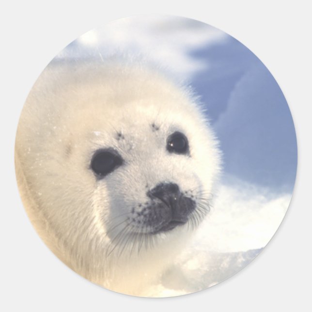 Seal Pup Face (Front)
