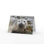 Seal Pup Greeting Card