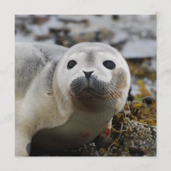 Seal Pup Invitations by WildlifeAnimals at Zazzle