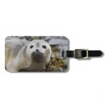 Seal Pup Luggage Tag