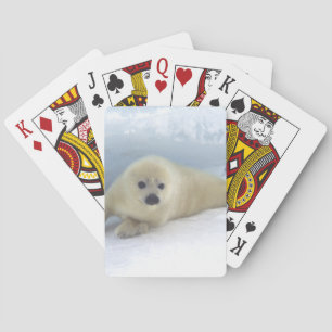Seal Pup Poker Cards