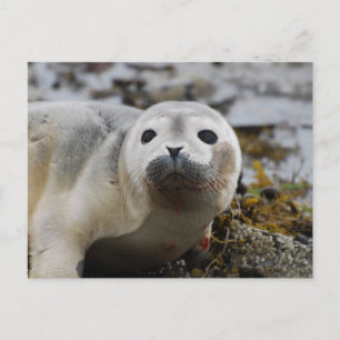 Seal Pup Postcard