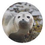 Seal Pup Stickers