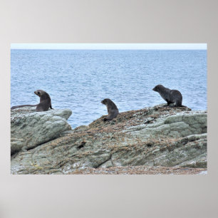 Seal Pup Trio Poster