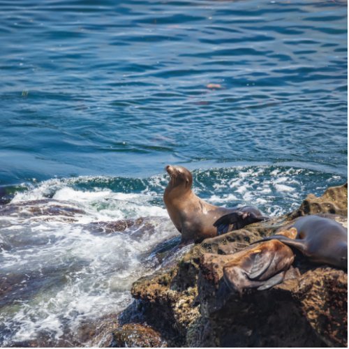Seal Rock at La Jolla Beach in San Diego Cutout