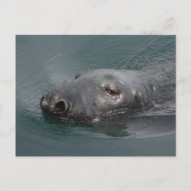 Seal, Stornoway Harbour, Outer Hebrides Postcard (Front)