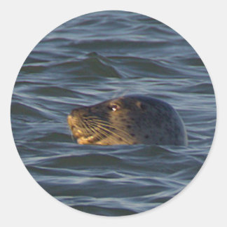 Seal Swimming in Ocean Stickers