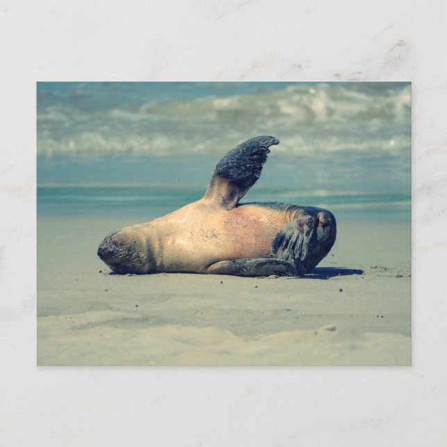 Seal Wave Postcard (Front)