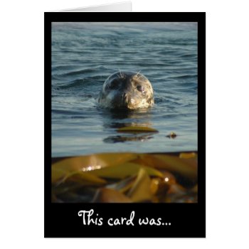 Sealed With A Kiss Card by OrcaWatcher at Zazzle