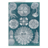 Sealife Blueprint IV (Front)