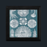 Sealife Blueprint IV<br><div class="desc">Marine Life</div>