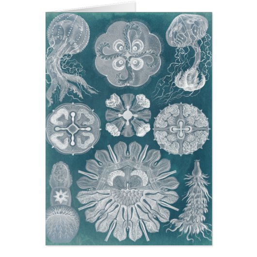 Sealife Blueprint IV Cards (Front)