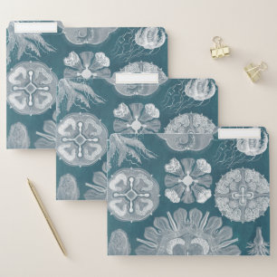 Sealife Blueprint IV File Folder