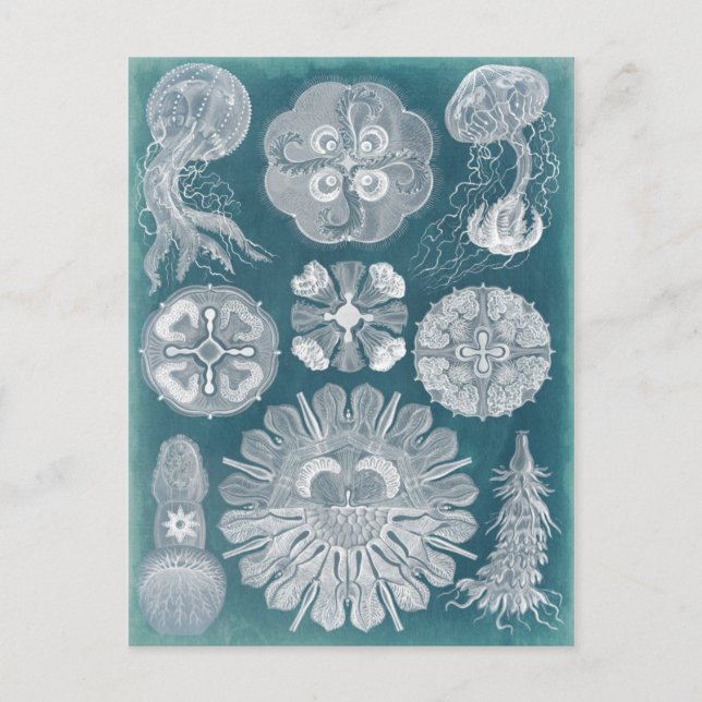 Sealife Blueprint IV Postcard (Front)