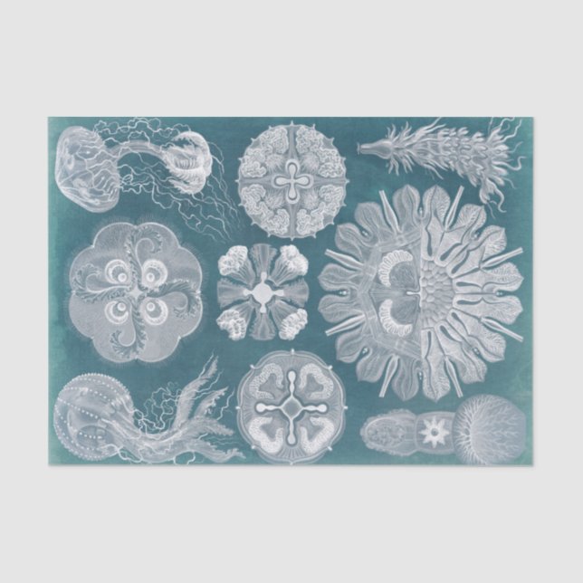 Sealife Blueprint IV Tissue Paper (Front)