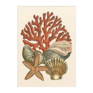 Sealife Collection Acrylic Print