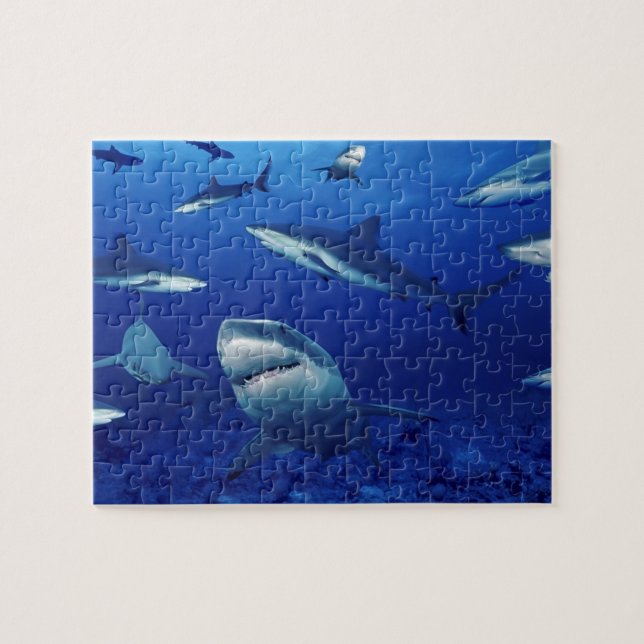 Sealife Puzzle-Sharks Jigsaw Puzzle (Horizontal)