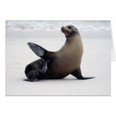 Sealion (Front Horizontal)