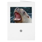 Sealion card (Back)