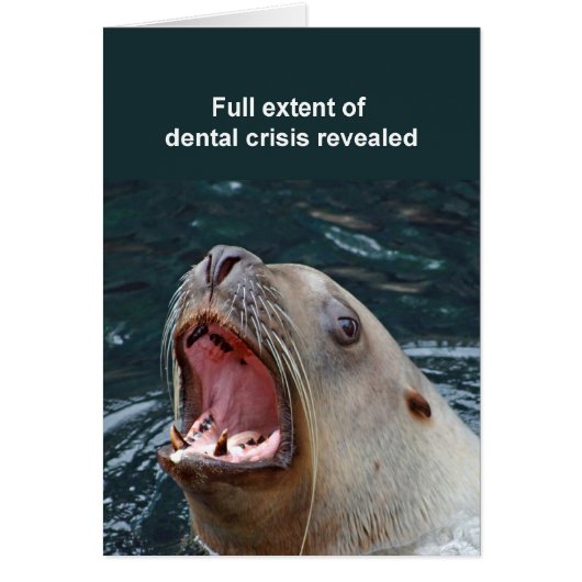 Sealion card (Front)