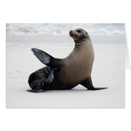Sealion Cards (Front Horizontal)